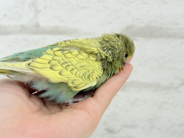 ジャンボセキセイインコ