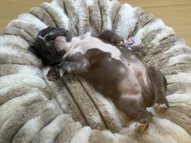 フレンチブルドッグ