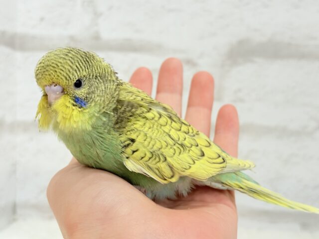 ジャンボセキセイインコ