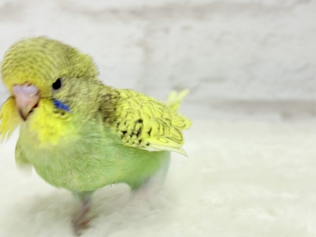 ジャンボセキセイインコ