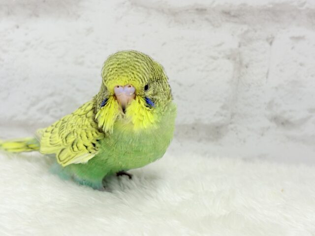ジャンボセキセイインコ