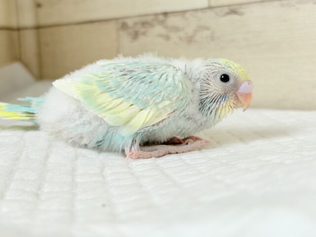 セキセイインコ