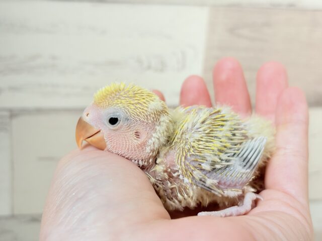 コザクラインコ（小桜インコ）