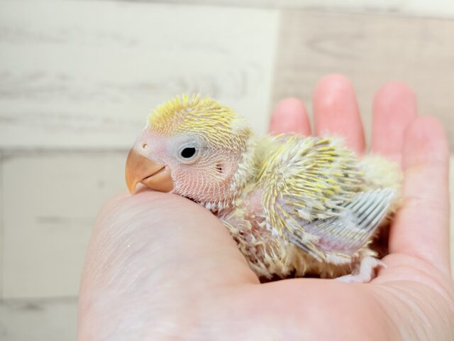 コザクラインコ（小桜インコ）