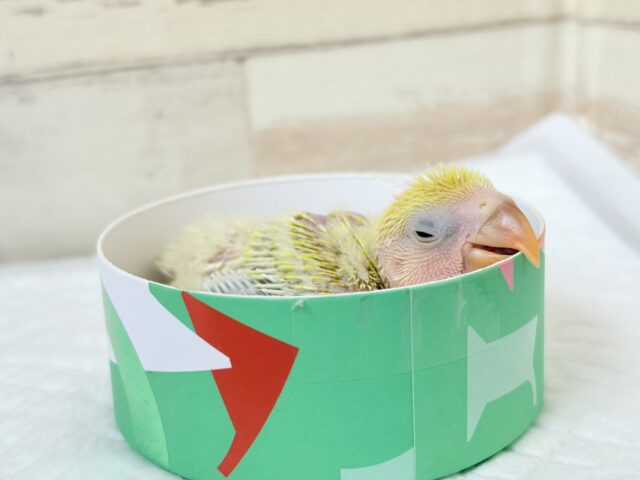 コザクラインコ（小桜インコ）