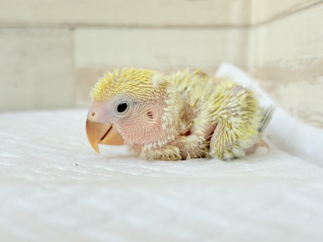 コザクラインコ（小桜インコ）