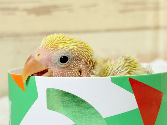 ねむねむさん🐣🫧コザクラインコ(シナモン) ヒナ