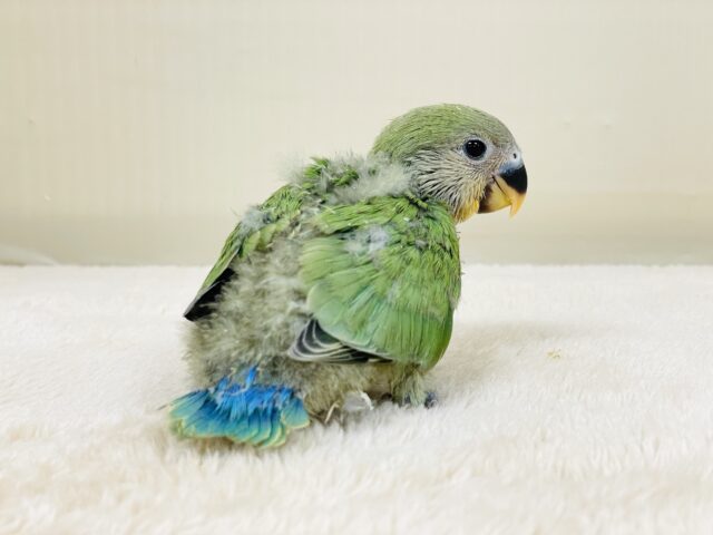 コザクラインコ（小桜インコ）