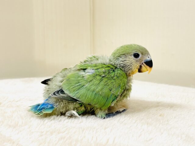 コザクラインコ（小桜インコ）