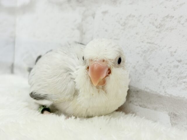 オキナインコ