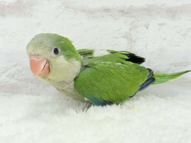 オキナインコ