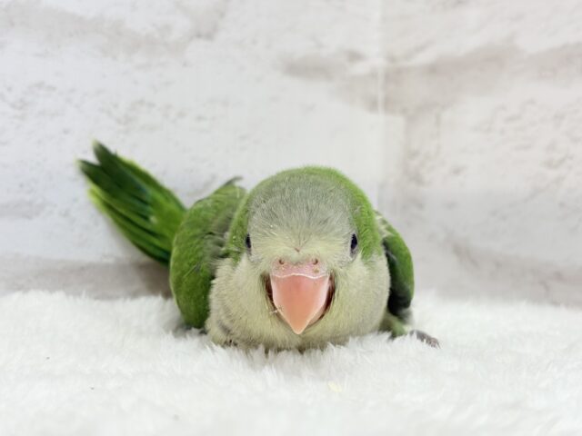 オキナインコ