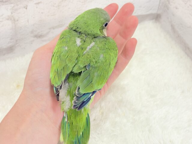 オキナインコ