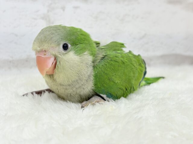 オキナインコ