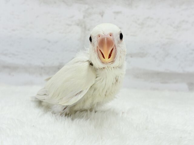 コザクラインコ（小桜インコ）