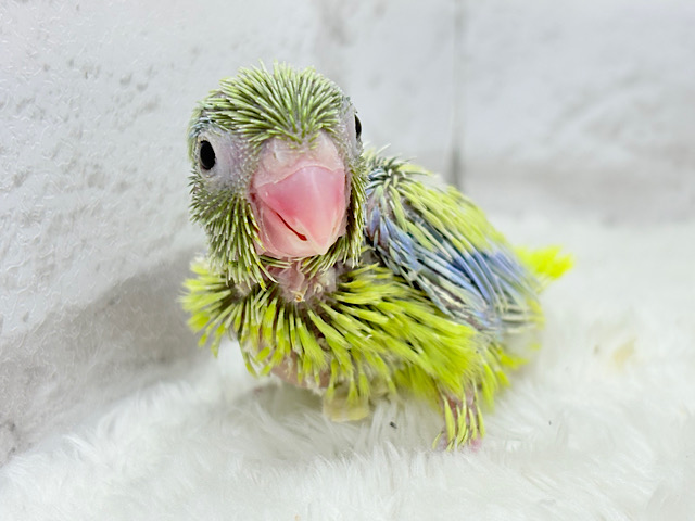 食欲旺盛なシャイボーイ♡マメルリハ(アメリカンイエロー) 男の子 ヒナ