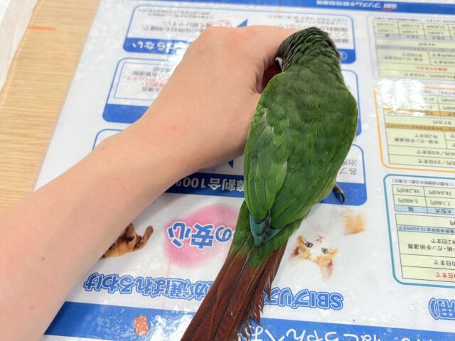 ホオミドリウロコインコ