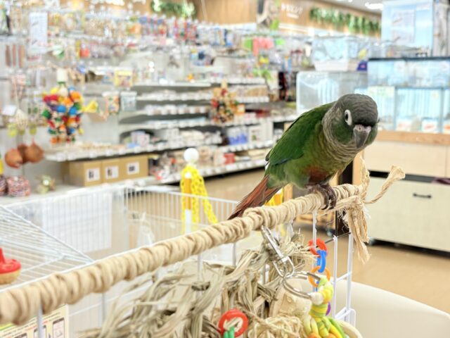 ホオミドリウロコインコ