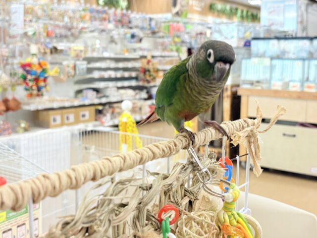 ホオミドリウロコインコ