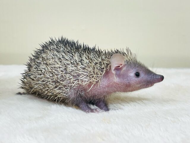 ヒメハリテンレック