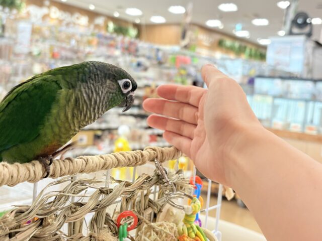 ホオミドリウロコインコ