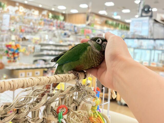 ホオミドリウロコインコ