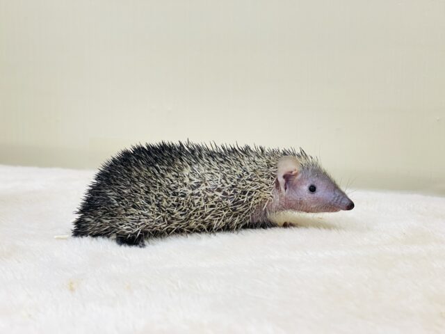 ヒメハリテンレック