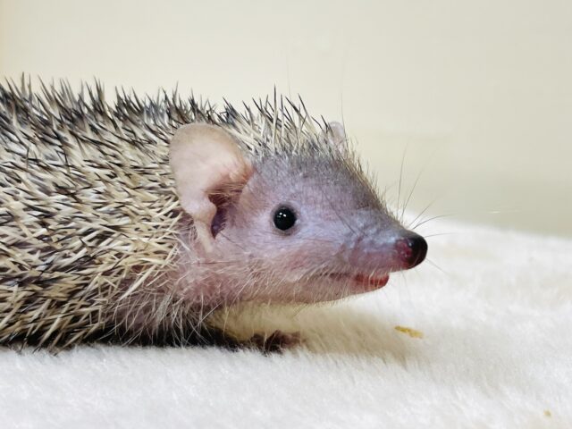 ヒメハリテンレック