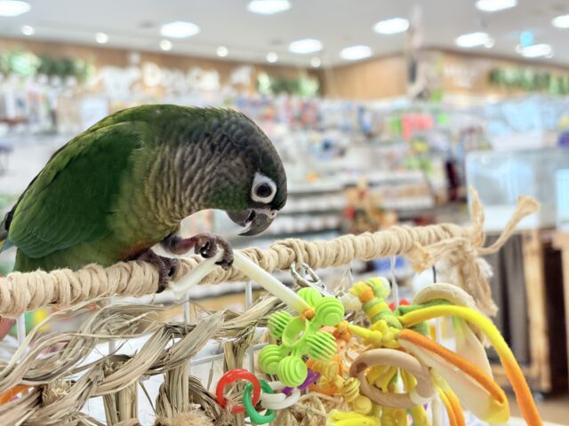 ホオミドリウロコインコ