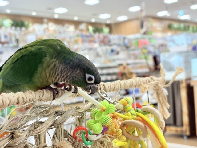 ホオミドリウロコインコ