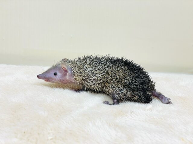 ヒメハリテンレック