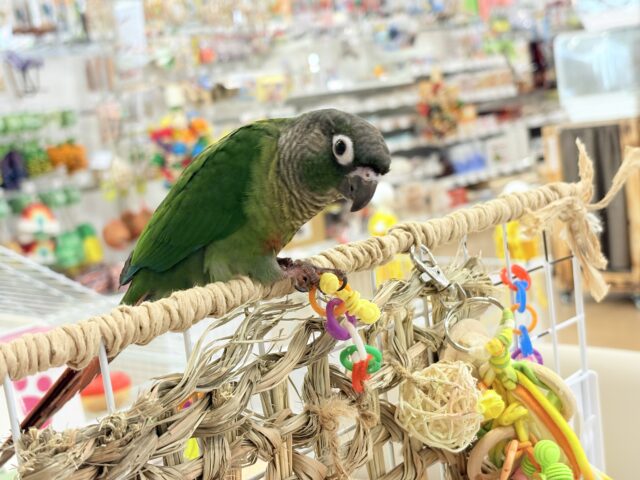 ホオミドリウロコインコ