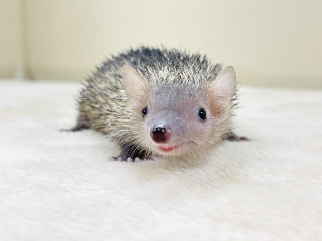 ヒメハリテンレック