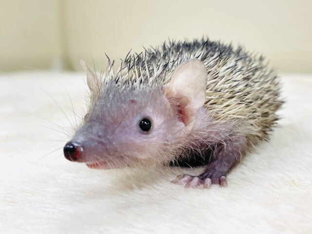 ヒメハリテンレック