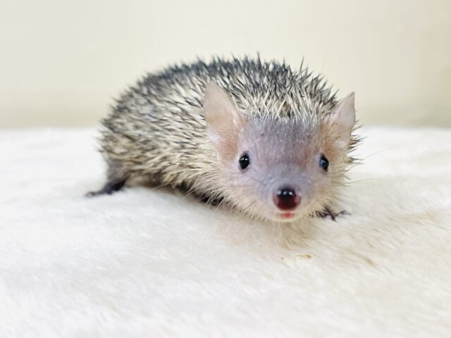 元気いっぱい😊ヒメハリテンレックさん