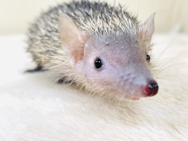 ヒメハリテンレック