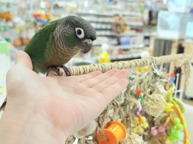 ホオミドリウロコインコ