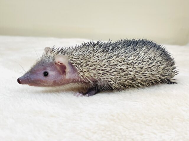 ヒメハリテンレック