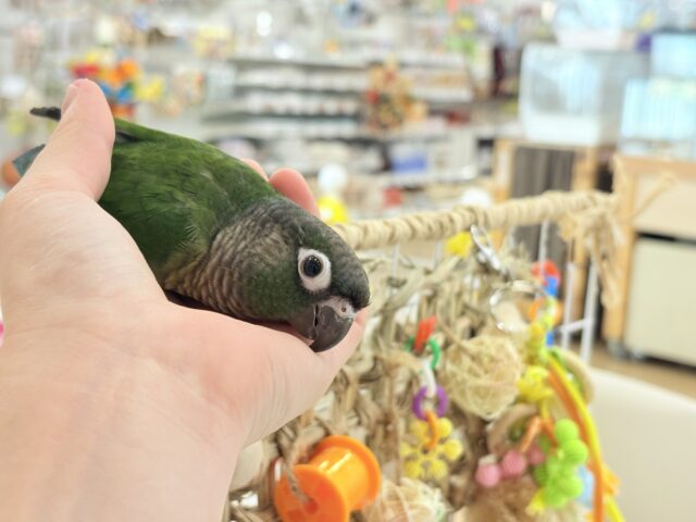 ホオミドリウロコインコ