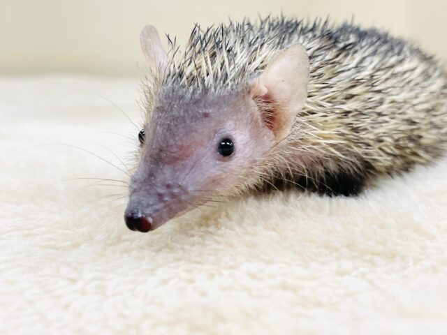 ヒメハリテンレック