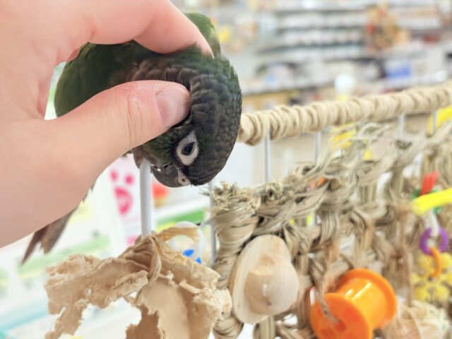 ホオミドリウロコインコ