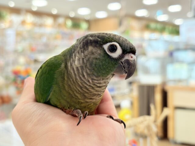 ホオミドリウロコインコ