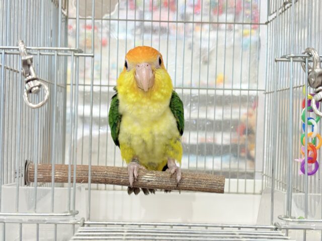 シロハラインコ