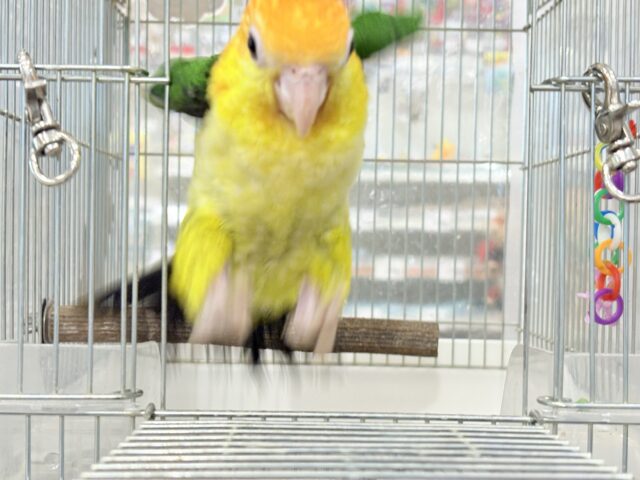 シロハラインコ