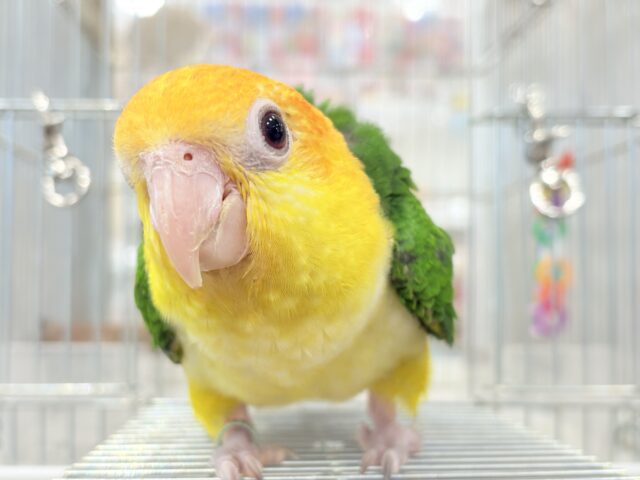 シロハラインコ