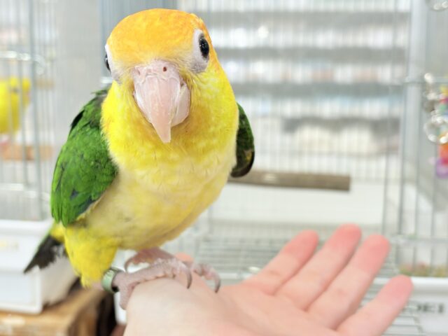 シロハラインコ