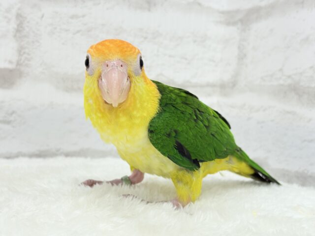 シロハラインコ