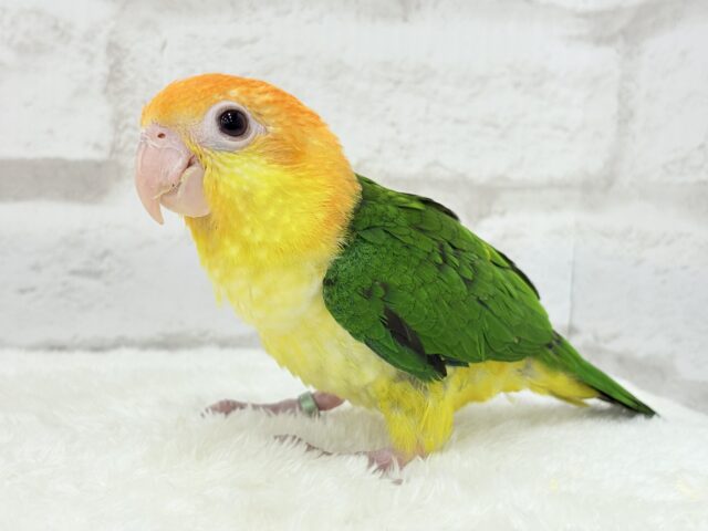 シロハラインコ