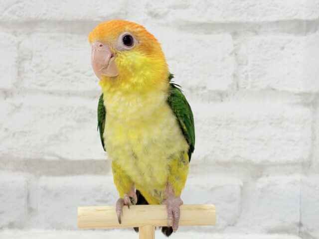 シロハラインコ