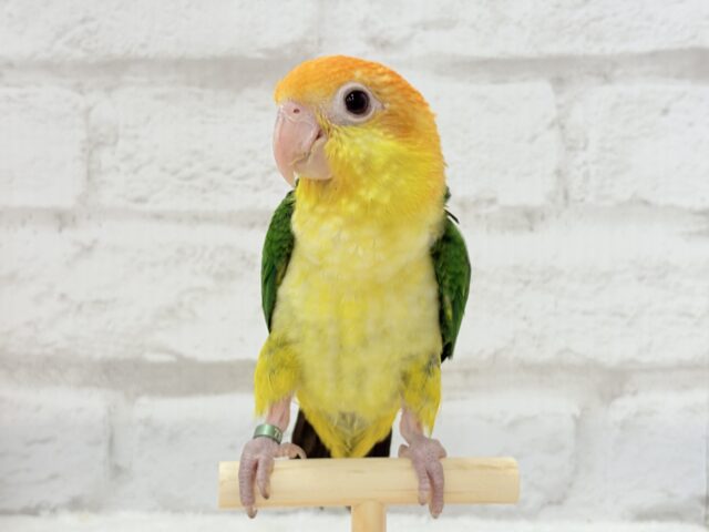 シロハラインコ